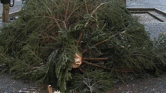 Zlomený vánoční strom. Ilustrační foto.