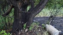 Deník zdokumentoval místo, kde se v rozporu se zákonem ve velkém vypalují kabely a získávají kovy z různých elektrozařízení. Spálená louka s ohořelými stromy leží na katastru Růžodol u Litvínova. Je to státní pozemek.