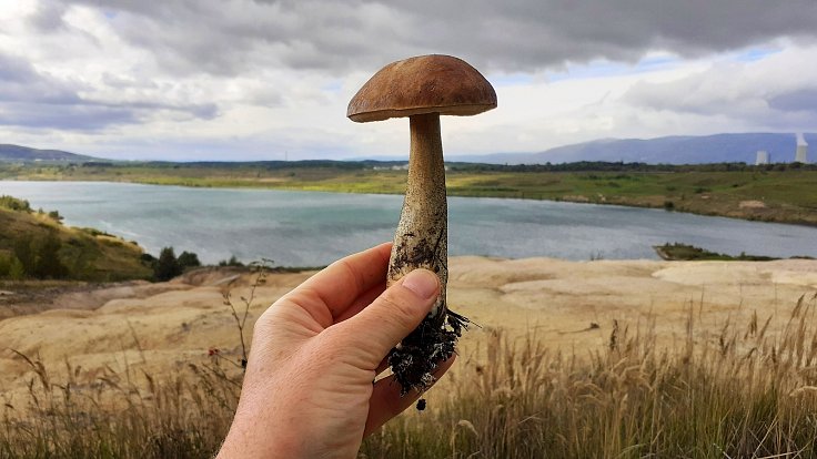 U jezera Most rostou houby.
