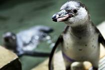 Ústecká zoo plánuje chov tučňáků.