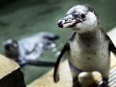 Ústecká zoo plánuje chov tučňáků.