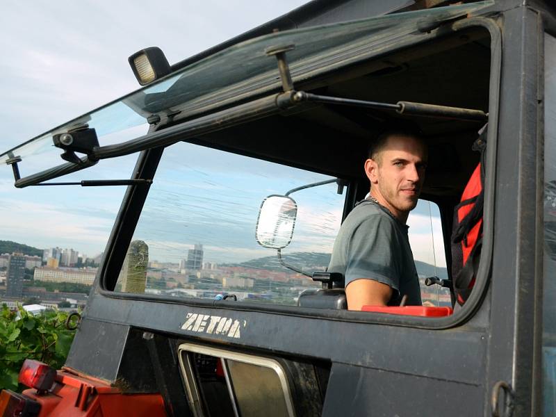 Sklizeň hroznů na vinici pod Špičákem v Mostě.