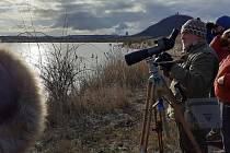 Pozorování ptáků na jezeru Most v sobotu 4. února v rámci komentované ornitologické vycházky.