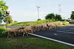 Vyhánění ovcí na pastvu v Zámeckých sadech Chrámce, kde stádo musí překonat silnici I/15, aby se dostalo do hrušňového sadu na druhé straně osady.