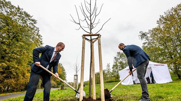 V parku Šibeník v Mostě se objeví 110 nových stromů. Jeden ze stromů společně zasadili ve středu 14. října primátor Jan Paparega a Tomáš Herink, člen představenstva skupiny Unipetrol.