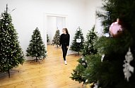 Výstava vánočních stromků v Litvínově.