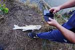 I ve čtvrtek 1. října ráno byly ve Farském rybníku na Mostecku mrtvé ryby.