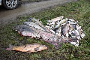 Uhynulé ryby na Farském rybníku.