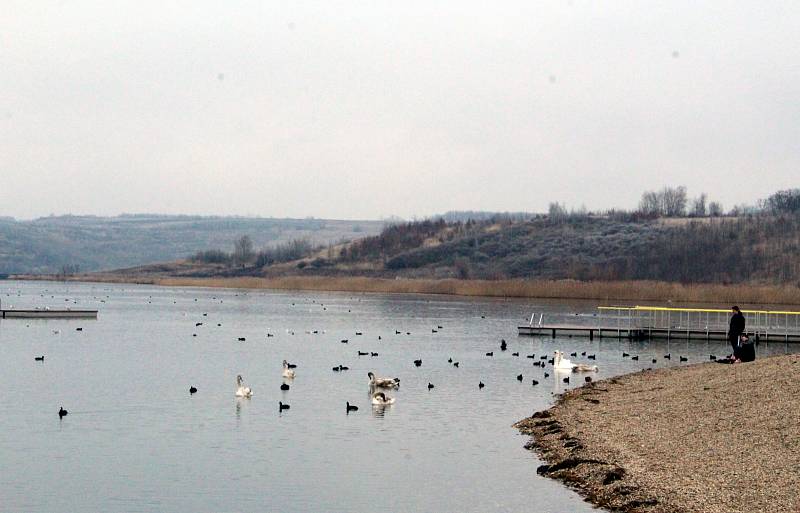 Ptáci na jezeře Most.