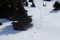 Typická stopní dráha vlků v klusu. Fotografie byla pořízena v oblasti kolem Klínovce