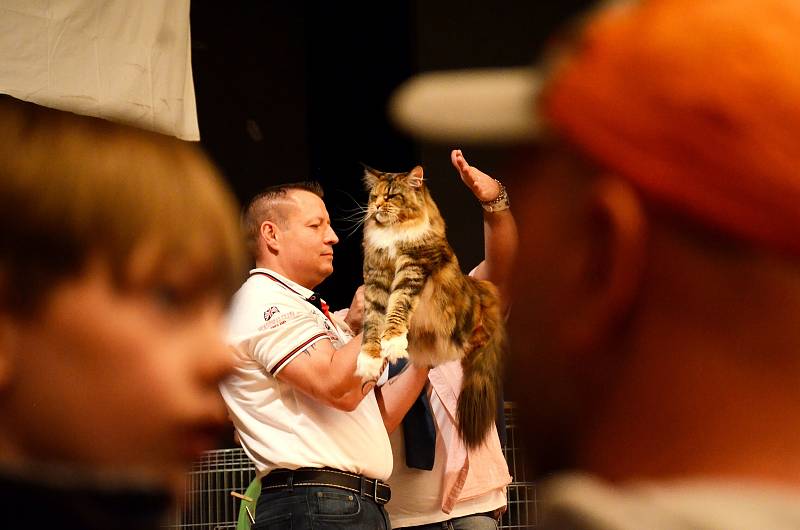 Mezinárodní výstava koček v Mostě.