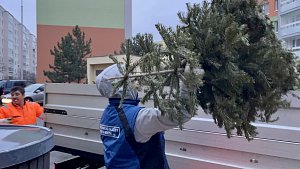 Technické služby města Mostu svážejí vánoční stromky, štěpku z nich znovu použijí při údržbě zeleně.