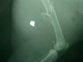 Diabolka ze vzduchovky (světlý předmět na rentgenovém snímku) způsobila kočce tříštivou zlomeninu.