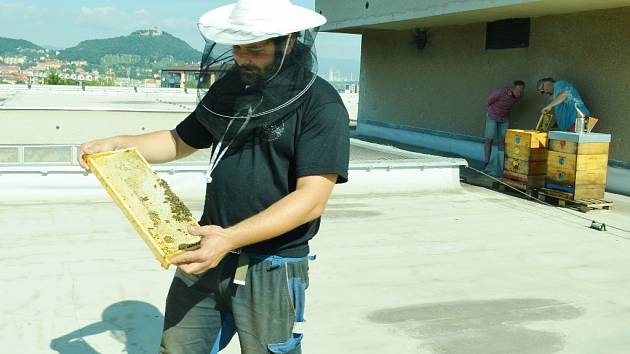 JE TAM. Včelař Vít Loukota odebírá první med od včel na střeše mostecké knihovny. Je to místní unikát. 