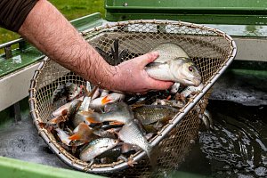 Řeka Bílina ožila. Severočeští rybáři do ní vypustili nové ryby.