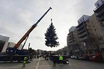 Do centra Mostu přijel 18. listopadu hlavní vánoční strom. Instalace proběhla bez komplikací.
