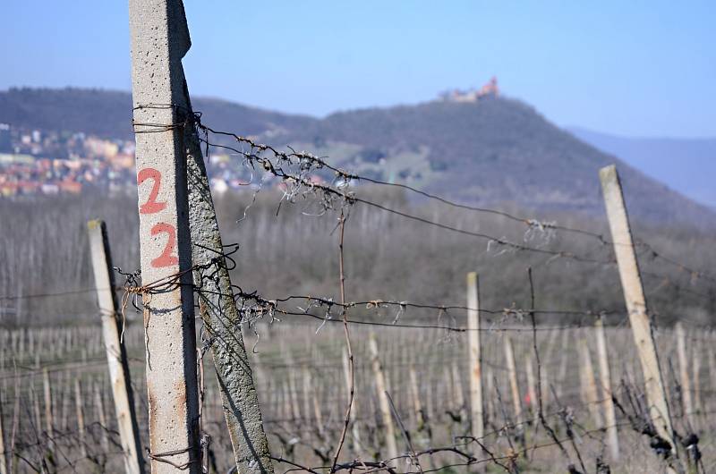 Na vinici pod vrchem Špičák v Mostě začaly jarní práce