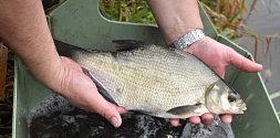 Do řeky Bíliny přibyly další ryby od Unipetrolu.