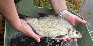 Do řeky Bíliny přibyly další ryby od Unipetrolu.