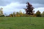 Podzimní park Šibeník v Mostě.