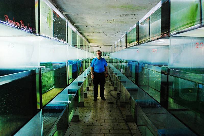 Antonín Paulus dělá akvaristiku ve velkém. Chovnou stanici má v obci Braňany. Většinu rejnoků má doma v Korozlukách.