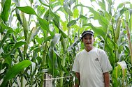 Vietnamec Nguyen Van Chi pěstuje na políčku v centru Litvínova kukuřici, zeleninu a byliny, které používá ve své malé restauraci naproti radnici a v domácí kuchyni