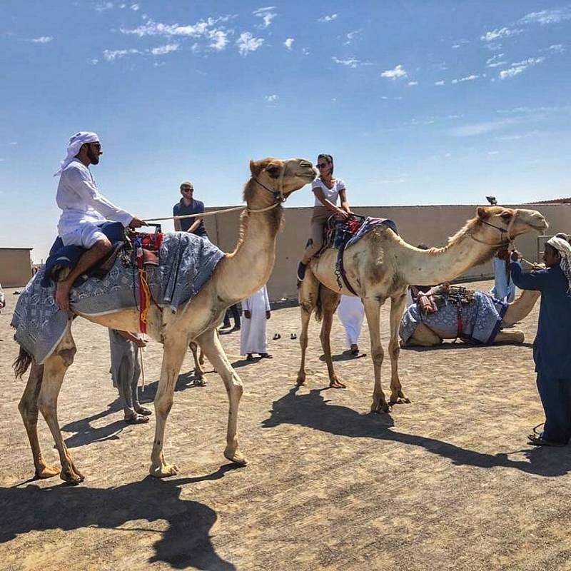 Velbloudi jsou ve Spojených arabských emirátech všudepřítomní.