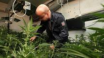 Kriminalisté zabavují rostlinky marihuany