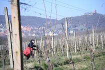 Na vinici pod vrchem Špičák v Mostě začaly jarní práce