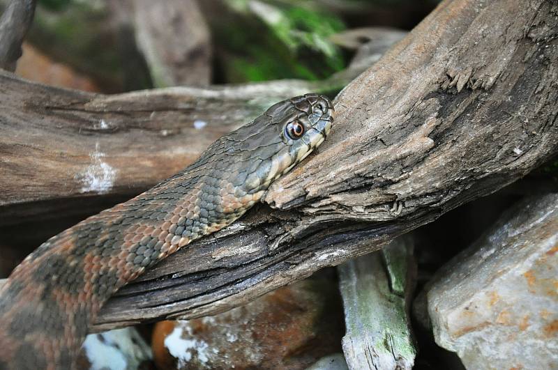 biopark gymnázium Teplice