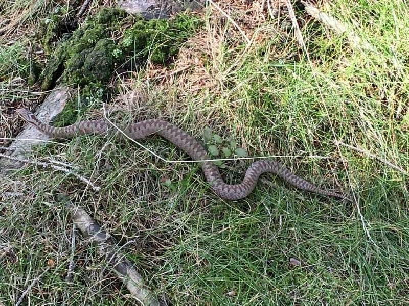 Čtenář Ota Schnepp narazil při houbaření na zmiji. Pozornost se mu vyplatila, plaz zmizel v trávě.