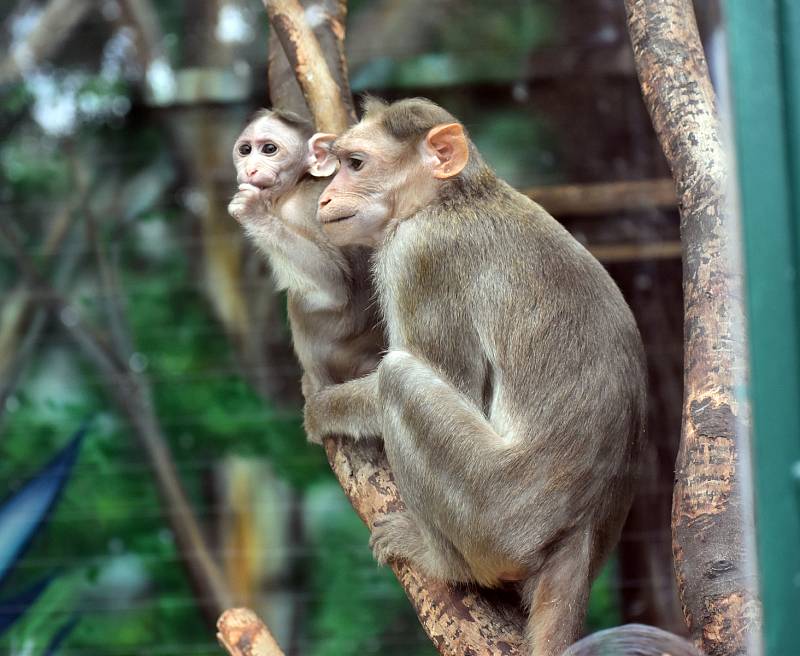 Minizoo s opičkami u dětského hřiště v Zámecké zahradě v Teplicích.