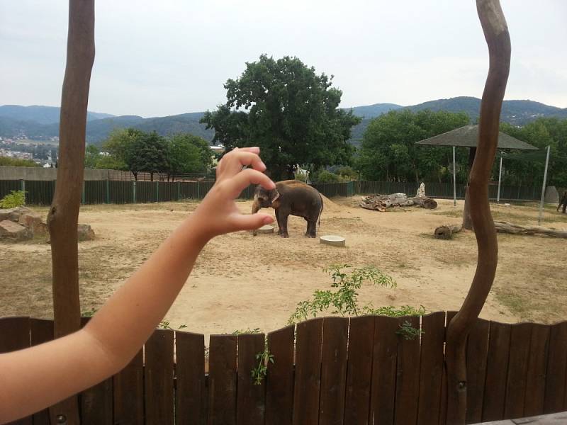 Moje nejmladší vnučka Melissky z výletu do ZOO v Ústí nad Labem. Zdeňka Vízková, Dubí