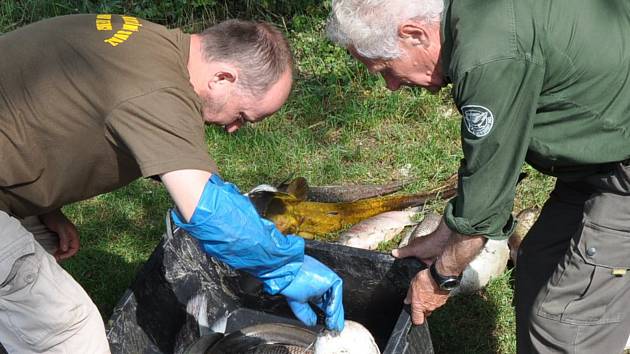 Na rybníku v Malhosticích uhynuly ryby, kvůli nedostatku kyslíku v důsledku dlouhých veder.