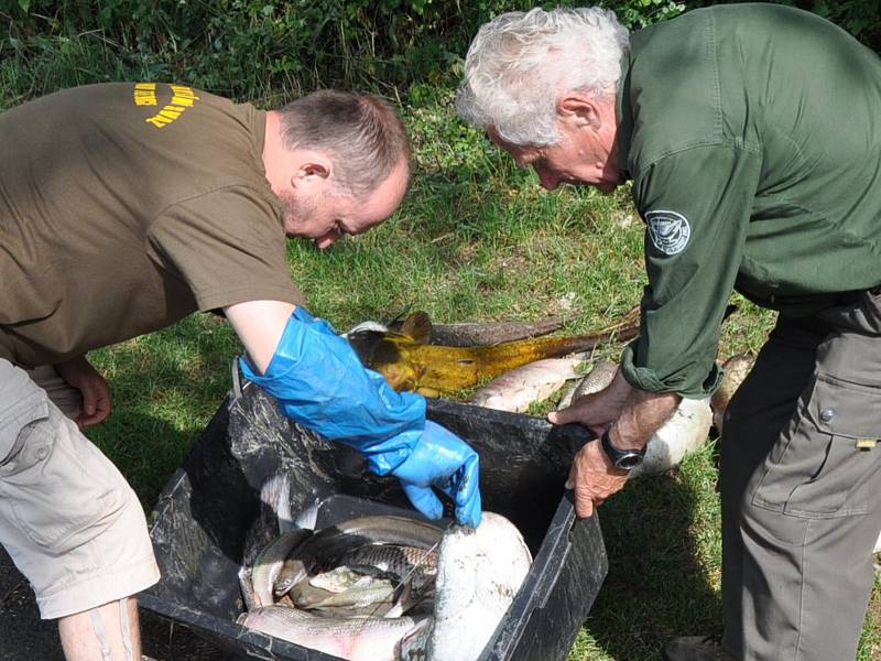 Na rybníku v Malhosticích uhynuly ryby, kvůli nedostatku kyslíku v důsledku dlouhých veder.