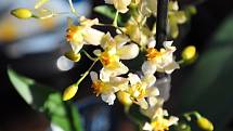 Dny kouzelných orchidejí
