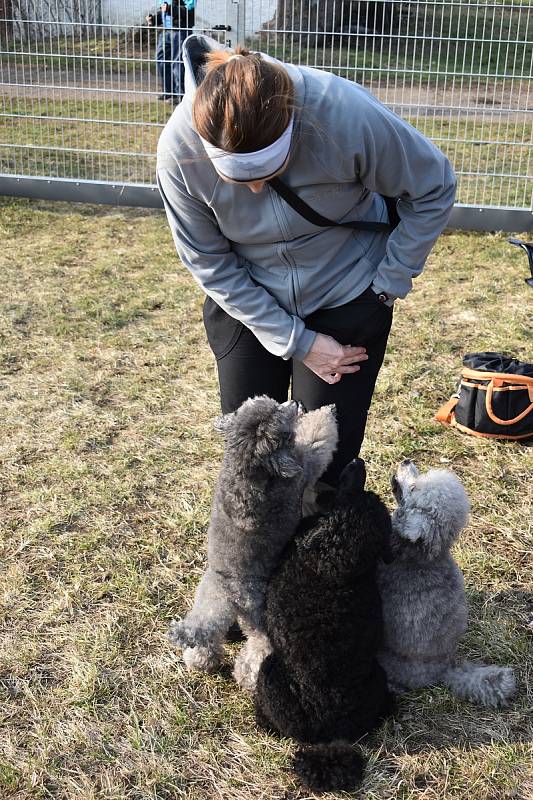 Slavnostní otevření veřejného hřiště pro psí agility v Trnovanech.