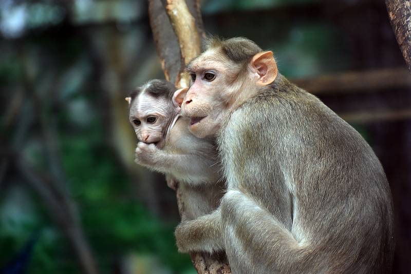 Minizoo s opičkami u dětského hřiště v Zámecké zahradě v Teplicích.