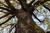 V Krupce roste strom přihlášený do letošní ankety Strom roku 