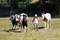 Koně museli nedobrovolně opustit například stáje a pastviny ve Vysoké Lípě.
