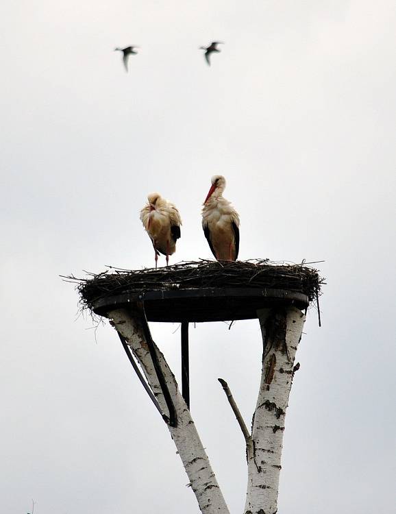 Bude mít čapí láska z Duchcova happy end? 