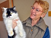 Do nového „kočičího domu“ v Krupce přestěhoval své svěřence Fousek. Nezisková organizace pomáhá opuštěným kočkám na Teplicku už sedm let.
