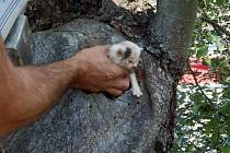 Záchrana kotěte z dutiny stromu.