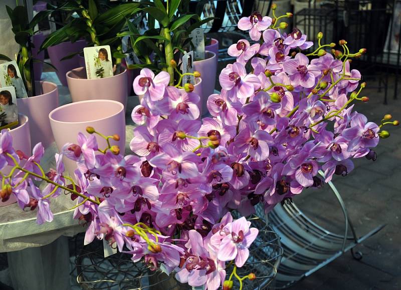 Dny kouzelných orchidejí