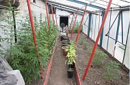 V domě v Proboštově pěstovali přes 400 rostlin konopí.