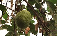 Plodící jackfruit v tropickém skleníku v Botanické zahradě Teplice.