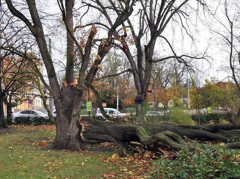 Ulomená větev v Lázeňském parku Teplice