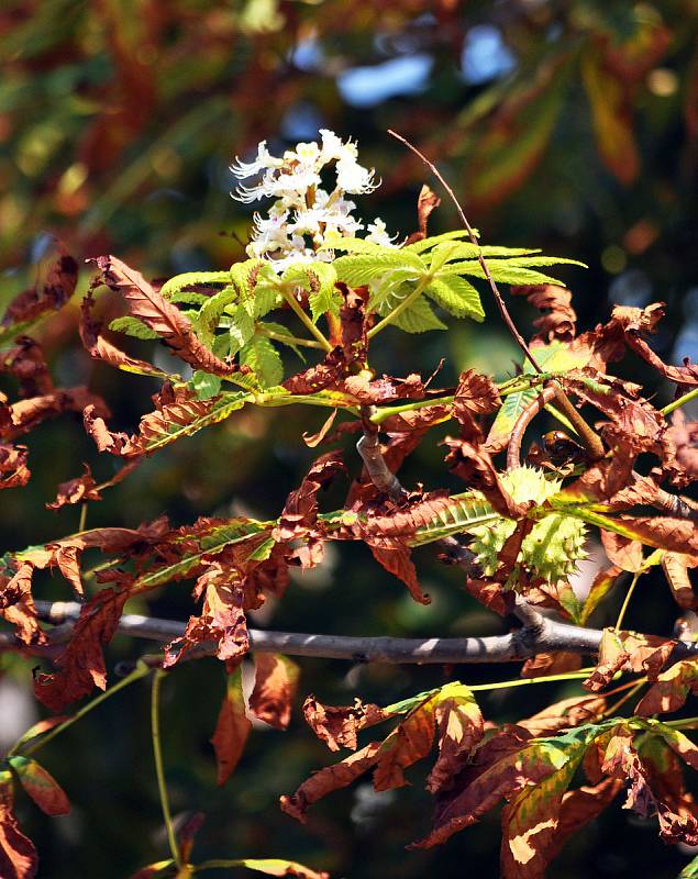 Kvetoucí kaštany v září zároveň s plody a suchým padajícím listím je možno vidět na Masarykově u
