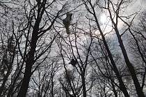 Paraglidista uvízl v Horní Krupce na stromě.