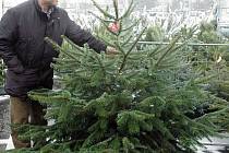Prodej vánočních stromků v Teplicích